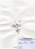 藏品(匍枝凝花菜)的圖片